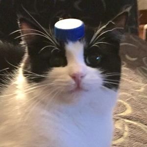 Meet your Posher, Mallory